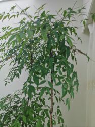 -HEYAN荷妍专业脱毛连锁机构