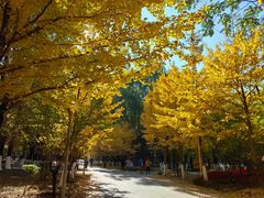 -长白岛森林公园