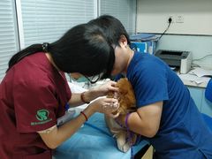 -瑞派·关忠动物医院·猫专科·犬专科(三环新城店)