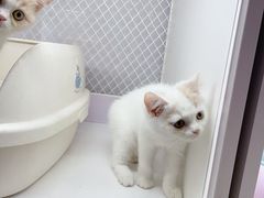 -喵的天空名猫咖啡馆·撸猫·猫舍·用品