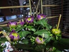 -溪岸路花鸟市场