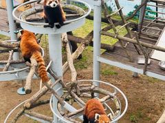 -西霞口神雕山野生动物世界