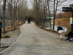 -合肥滨湖国家森林公园