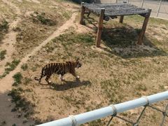 -西霞口神雕山野生动物世界