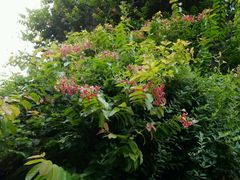 -陈李济中药博物馆