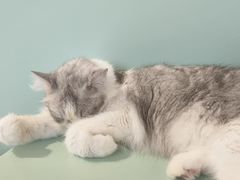 -怪兽屋·羊驼·猫咖·狗咖(俊华广场店)