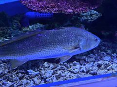 -上海大自然野生昆虫馆(东方明珠·爬宠昆虫探索中心)