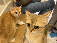 -猫域·湾主题猫咖·宠物吧(南坪城市广场店)