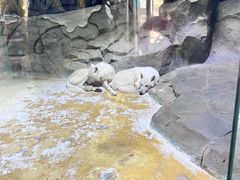 -海合安成都极地海洋公园