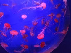 -江和美海洋公园