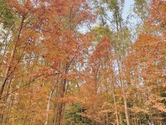 -桤木河湿地公园