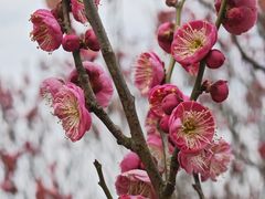 -顾村公园
