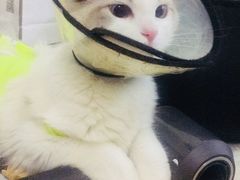 -伟伟宠物医院·CT影像中心·瑞派犬猫综合性门诊(汉口总院)