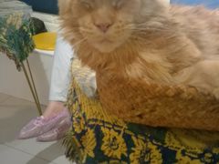 -平行世界·猫咖(首经贸店)