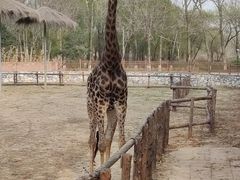 -北京野生动物园