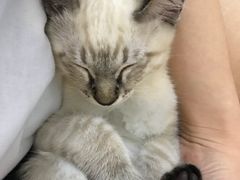 -康乐宝动物医院