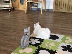 -猫的茶·猫咖