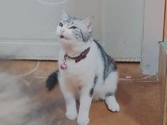 -李小姐の猫咖啡馆(五角场店)