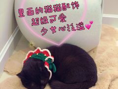 -怪兽屋·羊驼·猫咖·狗咖(俊华广场店)