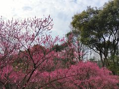 -杭州植物园