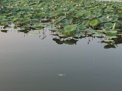 -白洋淀景区