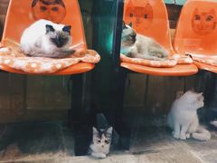 -猫咪博物馆(顶澳仔猫街店)