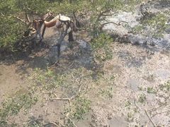 -北海金海湾红树林生态旅游区