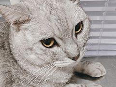 -瑞派福兴宠物医院犬猫全科·骨科·中西医结合(河东店)