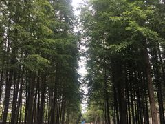 -日照海滨国家森林公园