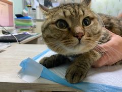 -A猫a狗全科·犬猫异宠·芥西宠物医院(南开总院)