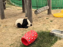 -西霞口神雕山野生动物世界