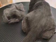 -沐沐家宠物(成寿寺店)