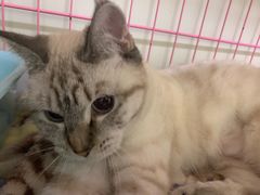 -瑞鹏宠物医院·骨科·猫科·内科(第一中心)