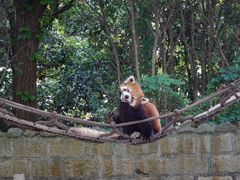 -上海野生动物园