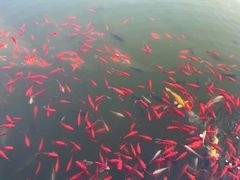 -石家庄市植物园