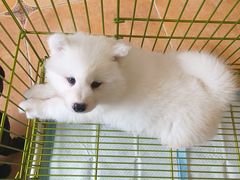 -Let's go狗咖·猫咖·奶狗·桌游(春熙路IFS店)