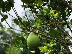 -广西壮族自治区药用植物园