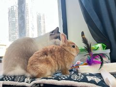 -酷以爬仙阁实体爬宠店·守宫·蜥蜴·专业繁育