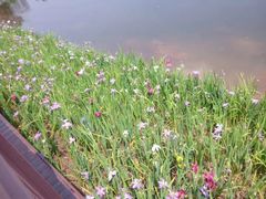 -重庆彩云湖湿地公园
