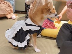 -逗柴咖啡屋·狗咖猫咖宠物桌游