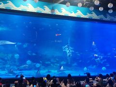 -烟台海昌鲸鲨海洋公园