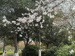 -羊山湖公园