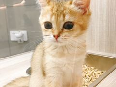 -飞行喵MR PILOT|猫舍·猫咖(静安大融城店)