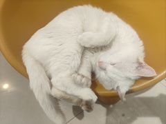 -平行世界·猫咖(首经贸店)