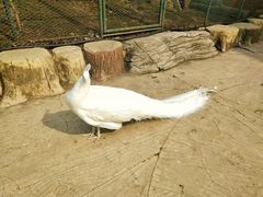 -哈尔滨北方森林动物园