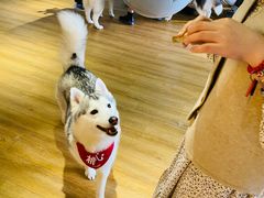-Husky Go! 哈士奇体验馆·宠物咖啡厅狗咖