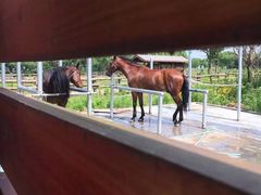 -杭州湾海上花田景区