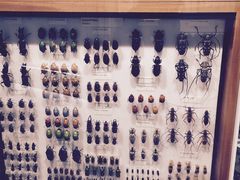-墨尔本博物馆(Melbourne Museum)