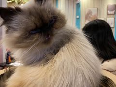 -猫小院猫主题咖啡厅(北锣店)