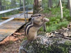 -五营红松林海景区